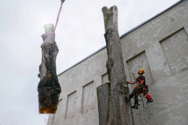 Équipe procédant à l’abattage d’un arbre par grue