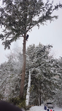 Arbre brisé - Élagage Unique