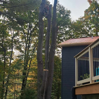 Abattage dans une cour résidentielle