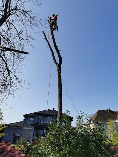Abattage d’arbres dangereux