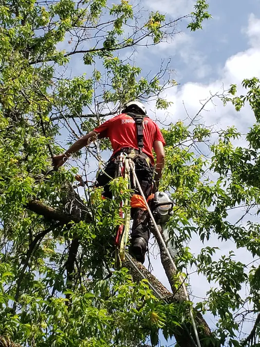Arboriculteur en action