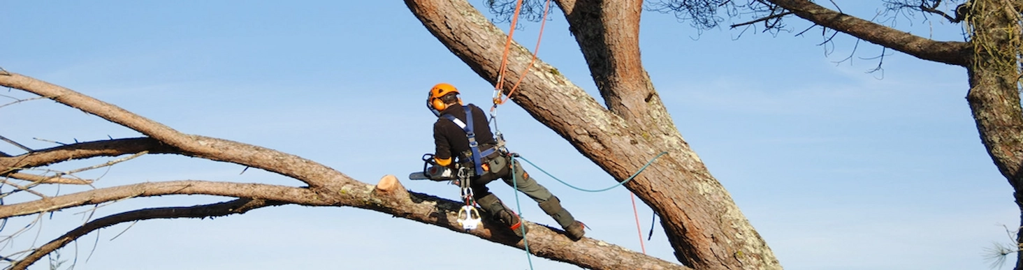 Articles arboricoles d’Élagage Unique