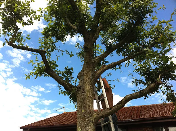 Pourquoi élaguer un arbre mature?