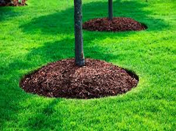 Arbre avec du paillis à la base