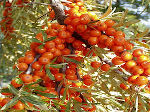 Élagage arbre fuitier