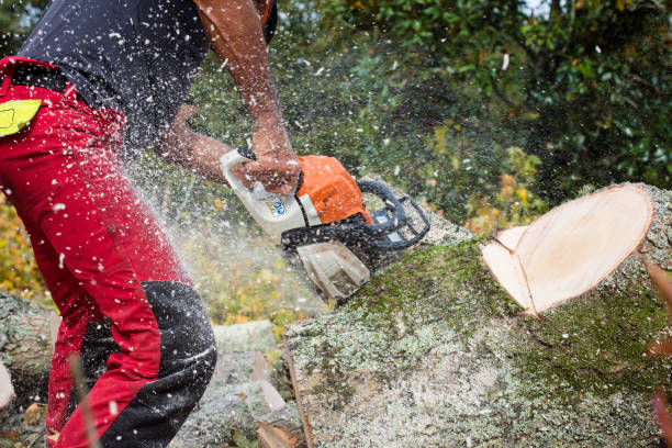 entretient d'arbre à la fin de l'hiver