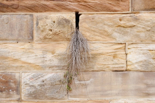 Racines d’un arbre proches d’une dalle de béton fissurée