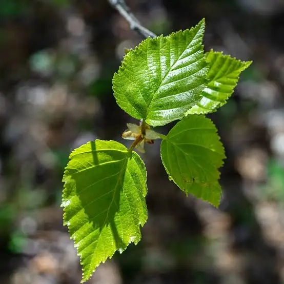 Bouleau blanc — Betula papyrifera