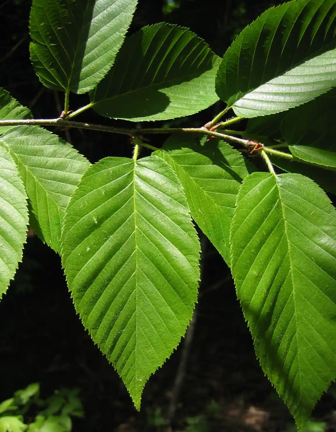 Bouleau jaune — Betula alleghaniensis