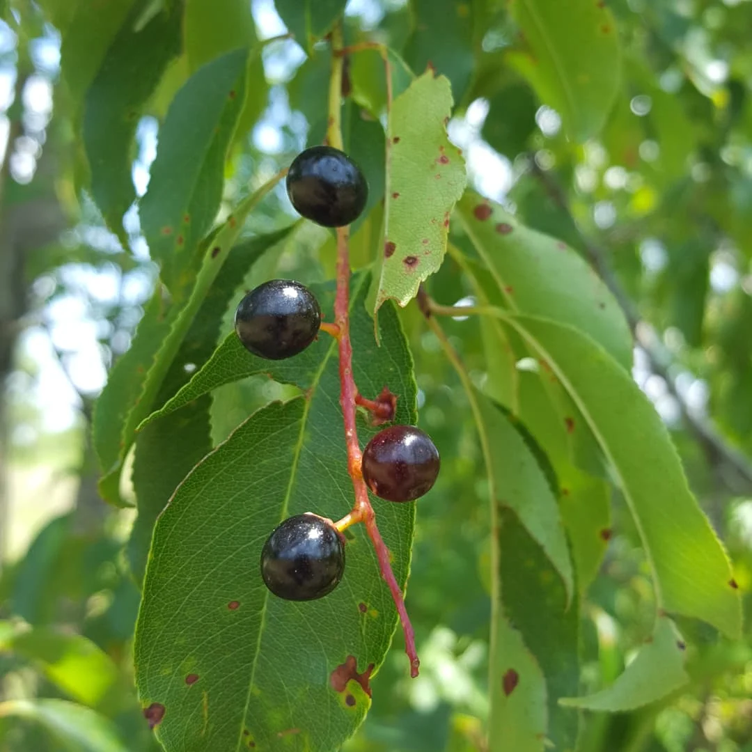 Le cerisier tardif en Montérégie et Estrie