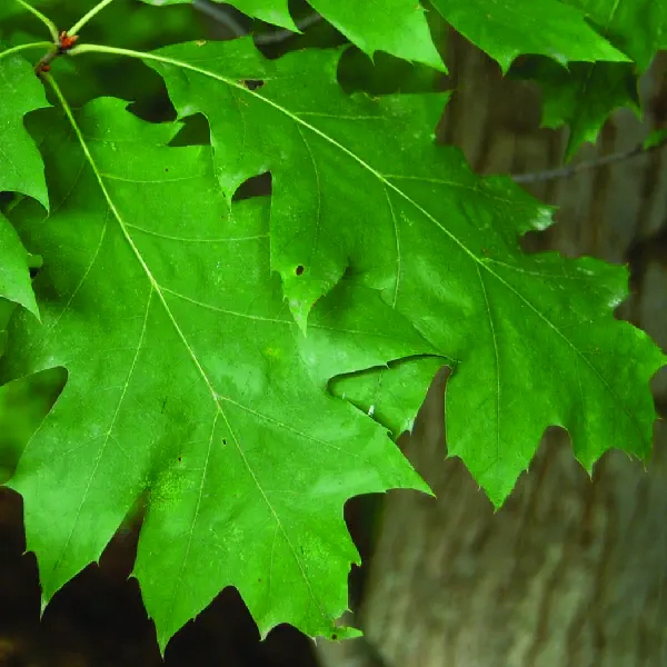 Chêne rouge — Quercus rubra