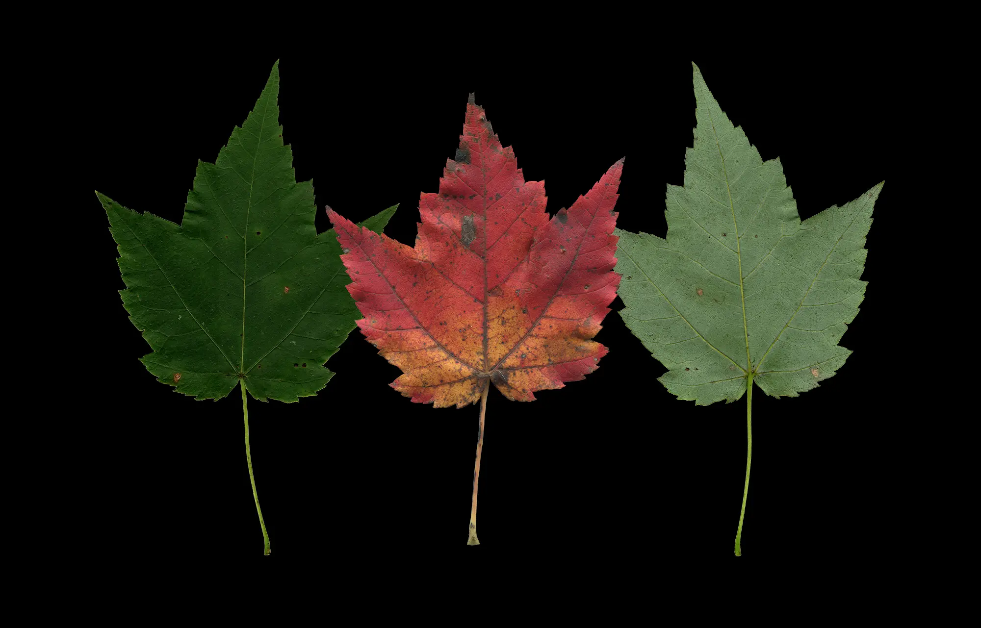 Érable rouge — Acer rubrum