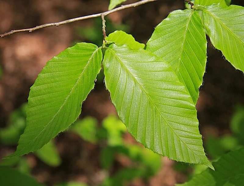 Hêtre à grandes feuilles — Fagus grandifolia