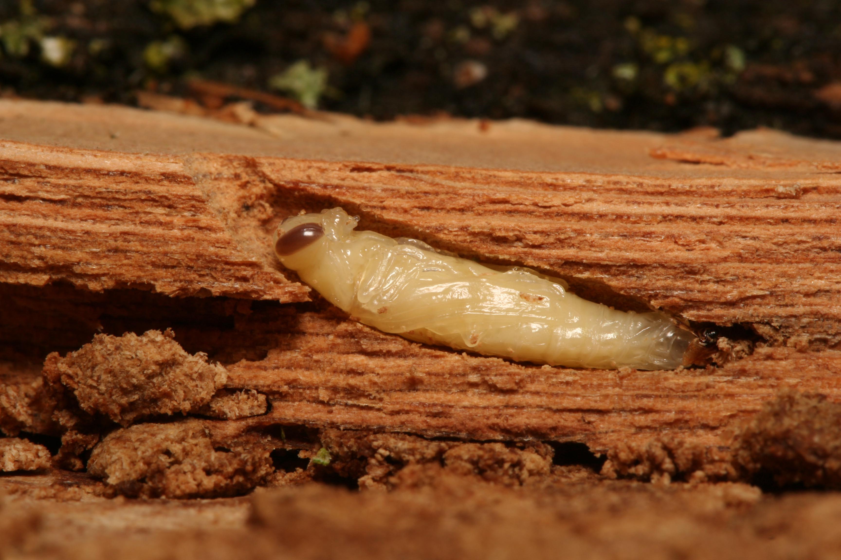 Maladies et insectes ravageurs des arbres indigènes en Montérégie et Estrie