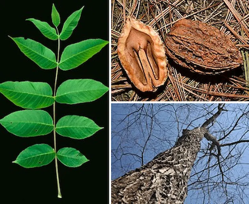 Noyer cendré — Juglans cinerea