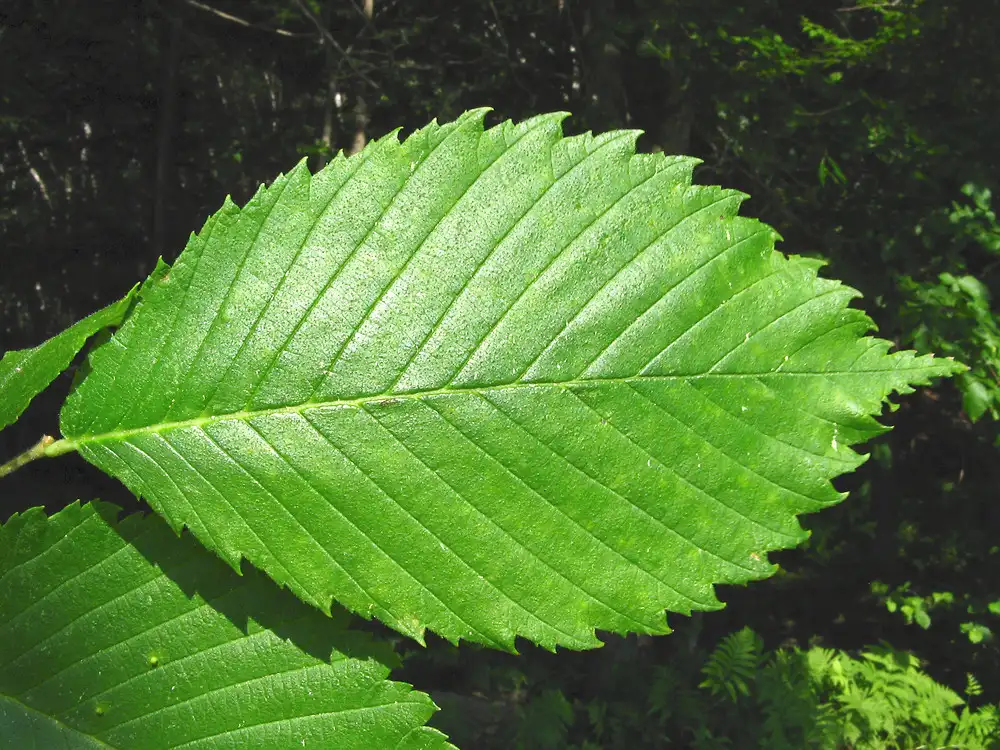 Orme d'Amérique — Ulmus americana