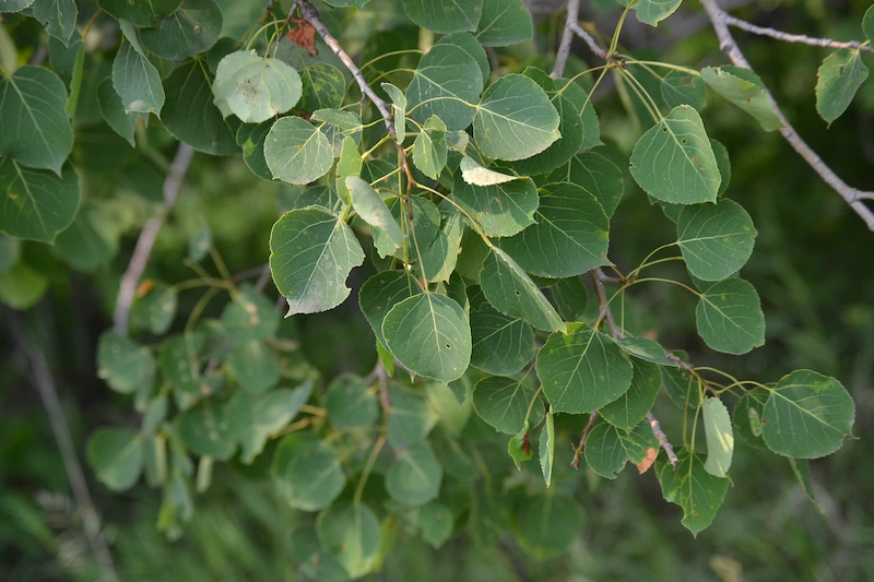 Peuplier faux-tremble — Populus tremuloides