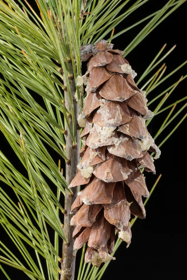 Pin blanc — Pinus strobus