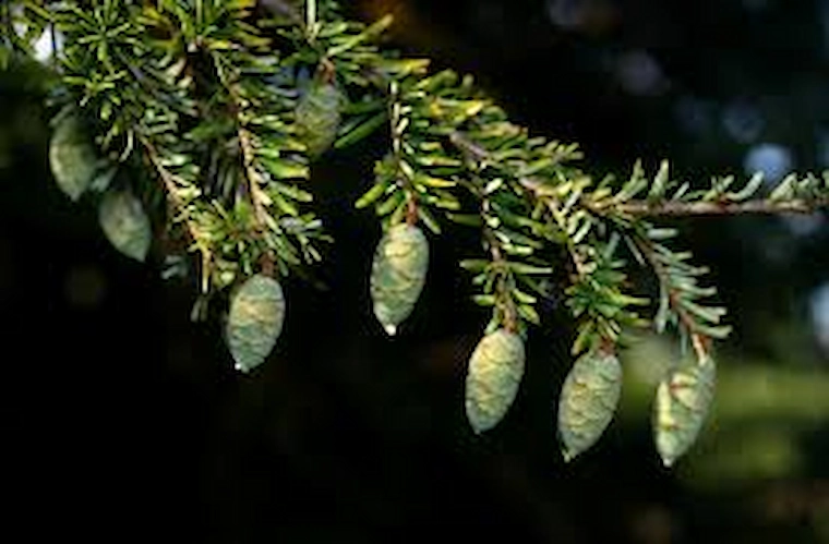Pruche du Canada — Tsuga canadensis