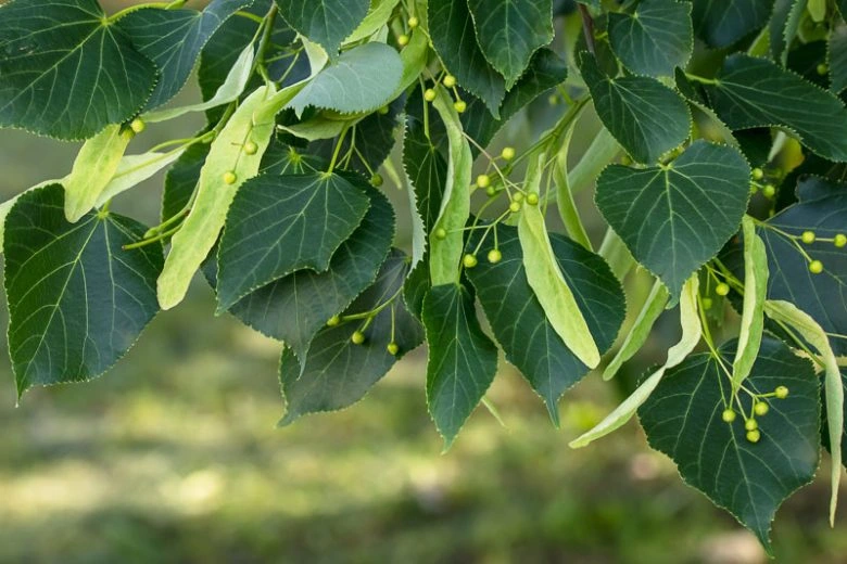 Tilleul d'Amérique — Tilia americana