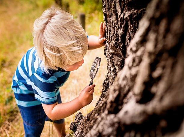 Arboriculteur observant un tronc atteint