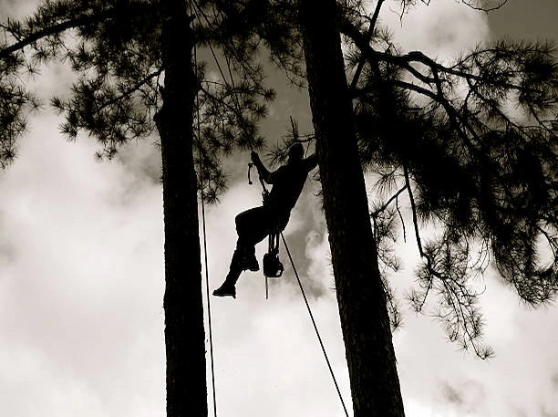 Arboriculteur effectuant un émondage sécuritaire