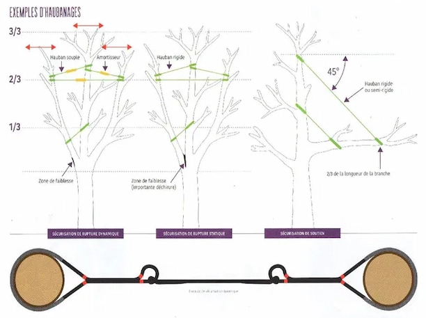 Câble installé entre deux branches principales