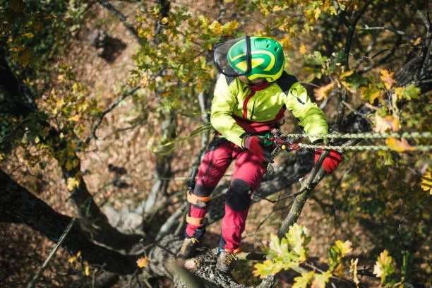Arboriculteur attaché dans un grand arbre
