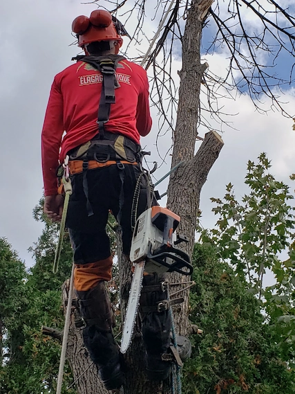 Équipe d'élagage en intervention