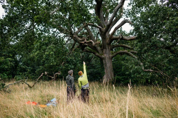 Arboriculteur observant une fourche fragile