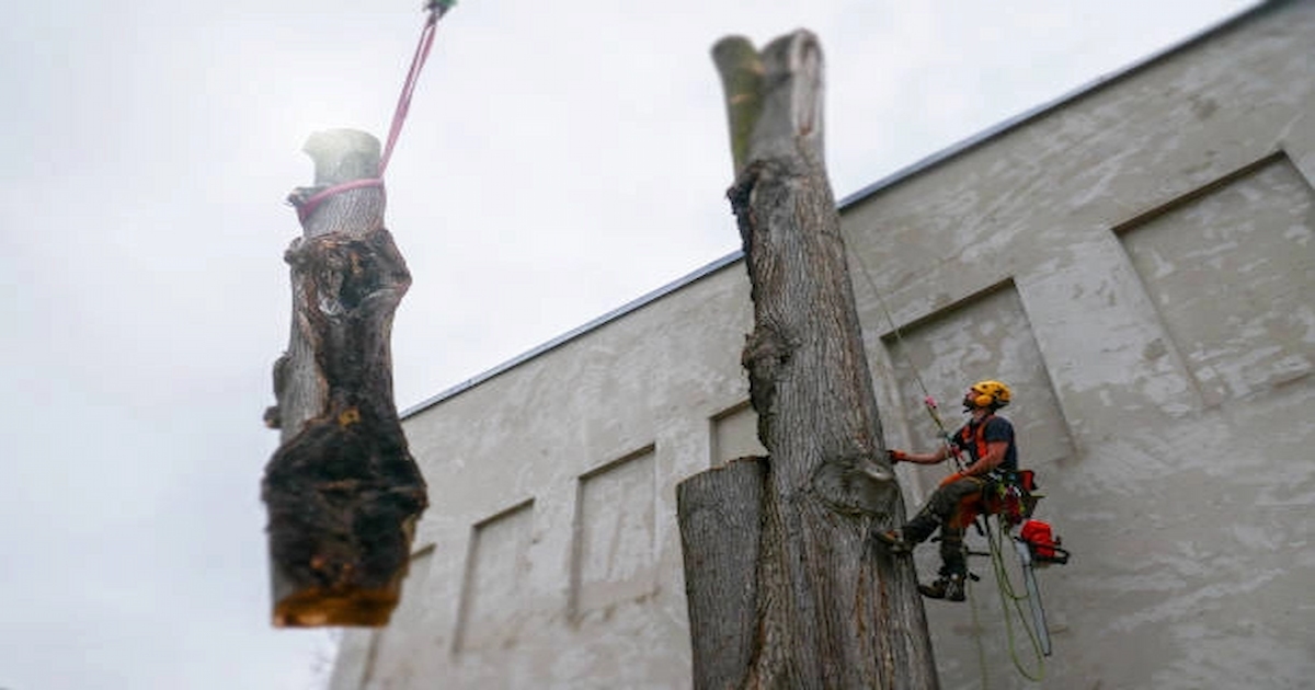 Mentions légales du site Élagage Unique