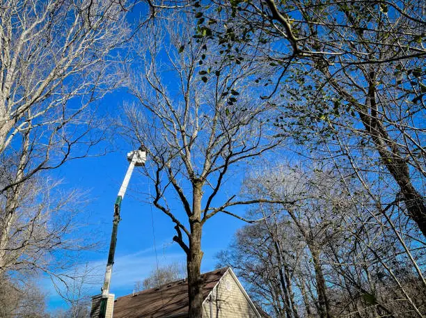 Émondage préventif à Granby