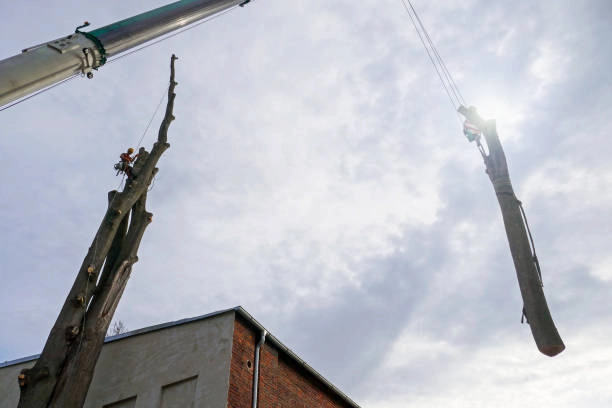 Abattage d’arbre à la grue