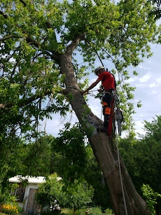 Grimpeur certifié dans un arbre de grande hauteur