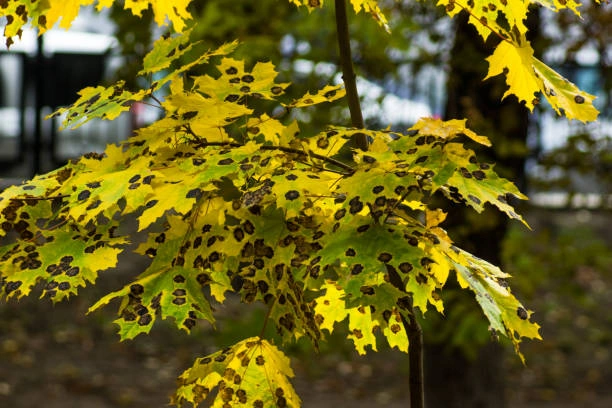 Feuille d’arbre malade avec taches foliaires