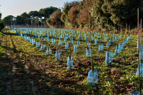 Plantation d’arbres sur terrain dégagé