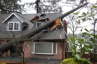 Arbre tombé après tempête