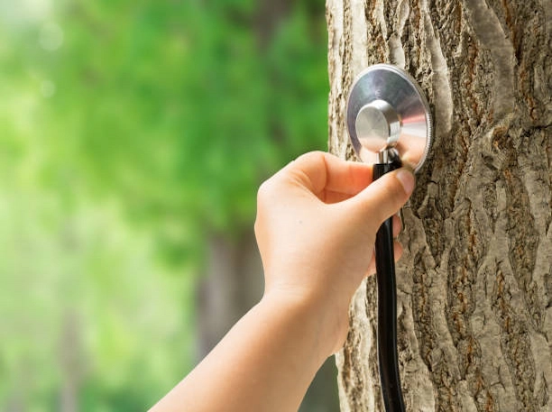 Inspection visuelle d’un arbre mature