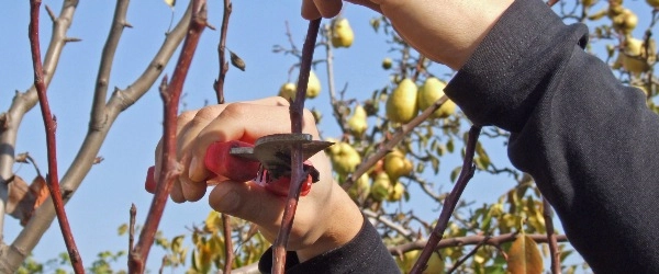 Spécialiste taillant un poirier
