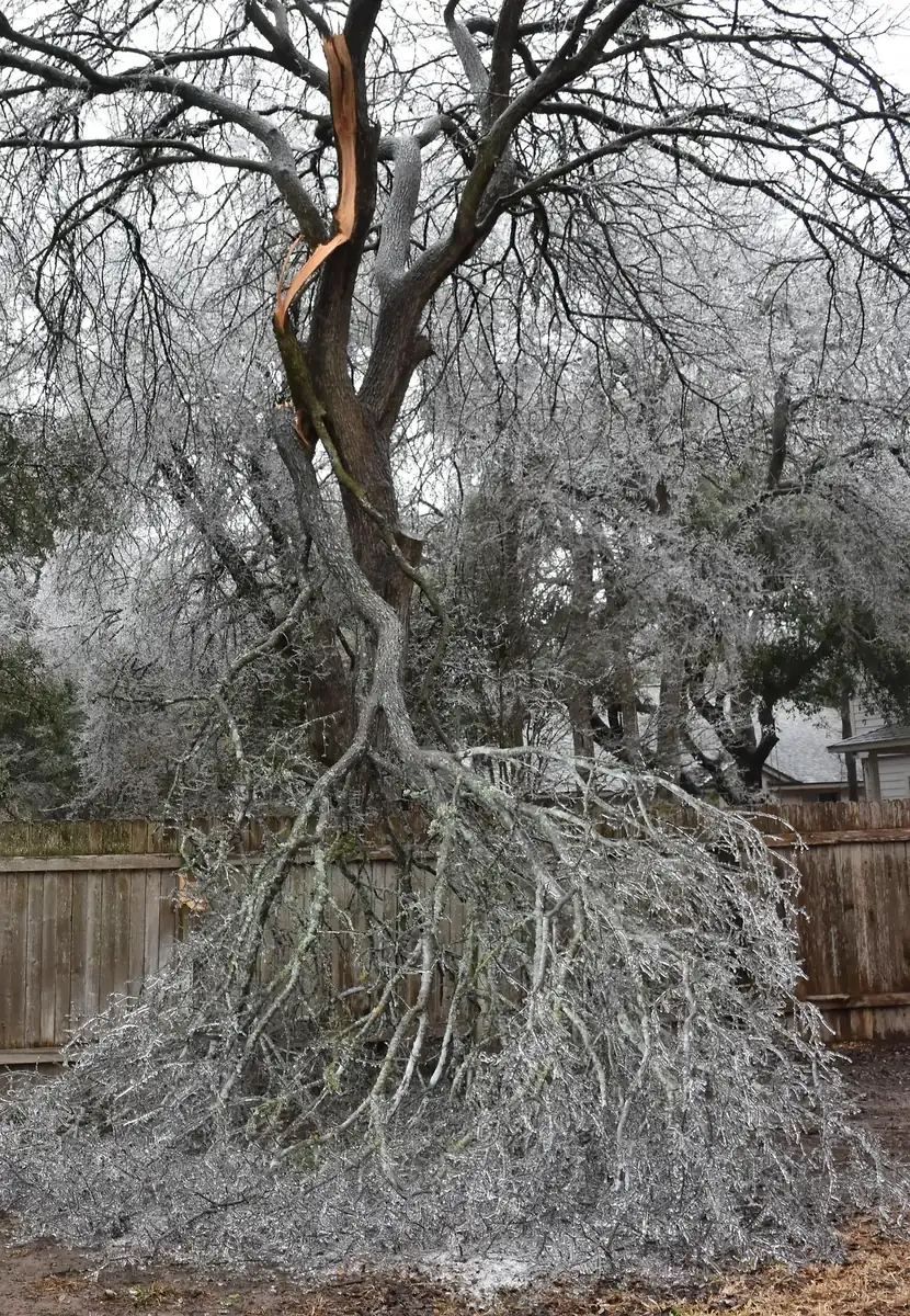 Arboriste grimpeur Élagage Unique en intervention verglas Rive-Sud