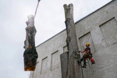 Équipe d'élagage en intervention dans nos villes desservies