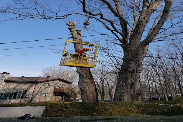Équipe d’arboriculture au travail sur un terrain résidentiel à Bromont
