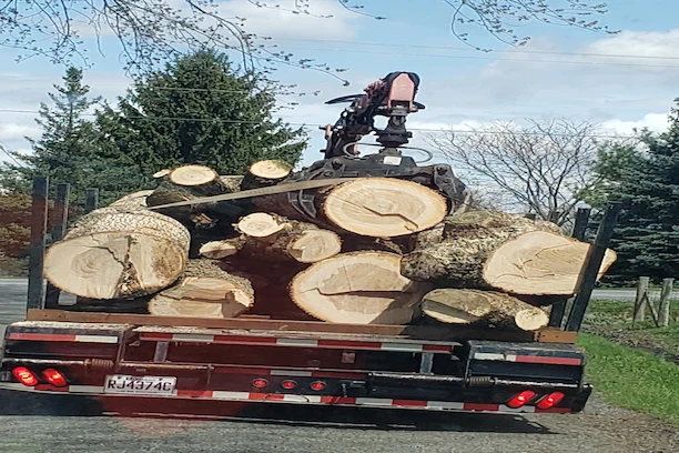 Arbre en taille douce à Dunham, secteur rural