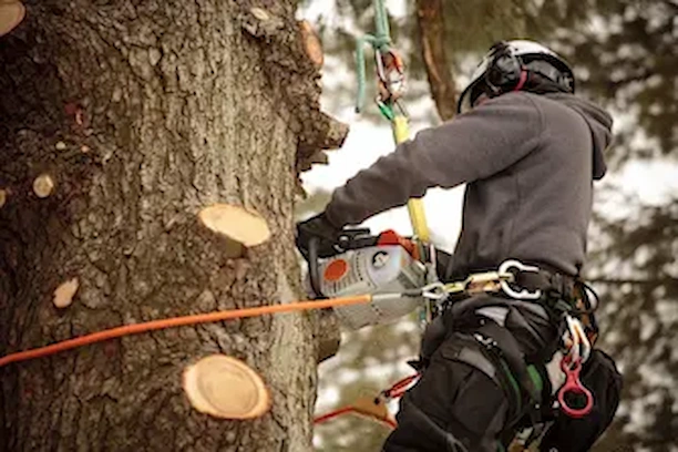 Travaux arboricoles sur propriété à Granby
