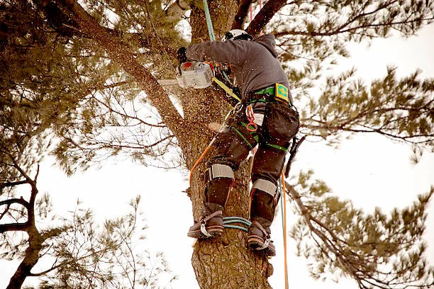 Entretien arboricole dans un quartier boisé de Roxton Pond