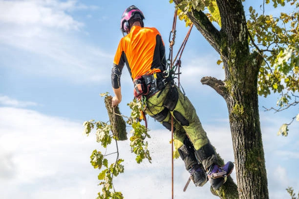 Entretien d’un arbre dans un parc de Waterloo